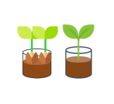 일정 기간 식물 성장