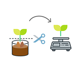 건조 중량 비교를 통한 생장률 (%) 측정